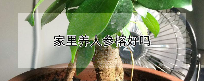 家里养人参榕好吗 家中养人参榕好吗