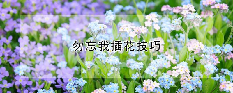 勿忘我插花技巧 勿忘我插花技巧视频