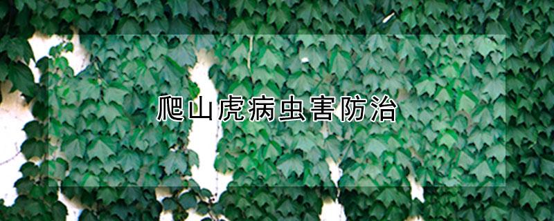 爬山虎病虫害防治（爬山虎病虫害防治措施）
