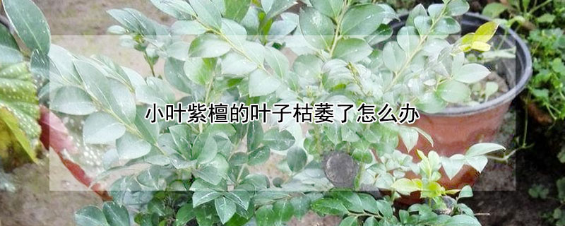 小叶紫檀的叶子枯萎了怎么办 小叶紫檀的叶子枯萎了怎么办呢