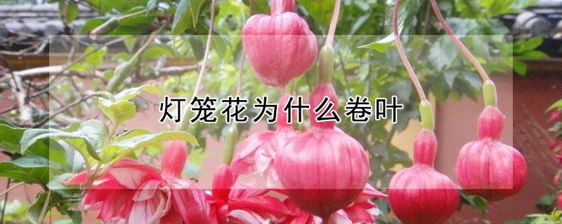 灯笼花为什么卷叶 灯笼花的叶子有的卷边怎么回事
