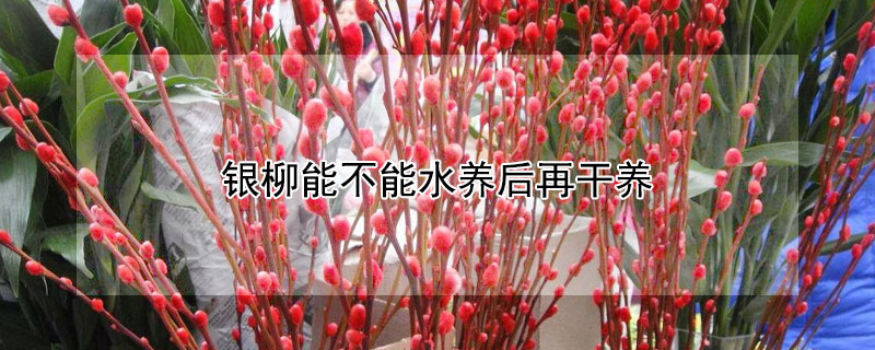 银柳能不能水养后再干养（银柳能不能水养后再干养呢）