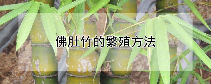 佛肚竹的繁殖方法（佛肚竹的繁殖方法视频）