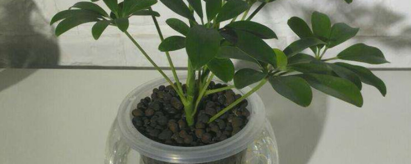 鸭掌木水培繁殖方法 鸭掌木水培繁殖方法图解