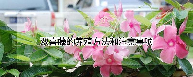 双喜藤的养殖方法和注意事项（双喜藤怎么养殖）