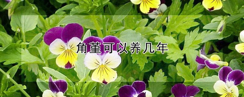 角堇可以养几年 角堇能长多大