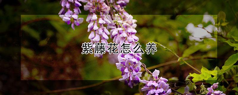 紫藤花怎么养 紫藤花怎么种植