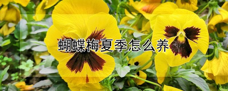 蝴蝶梅夏季怎么养 蝴蝶梅夏季养护