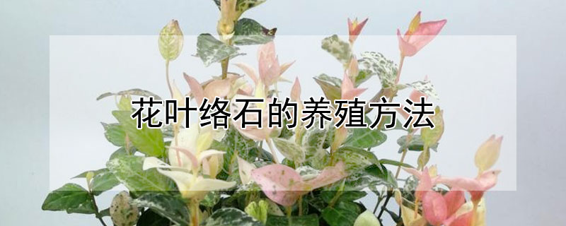 花叶络石的养殖方法（花叶络石的养殖方法和注意事项）