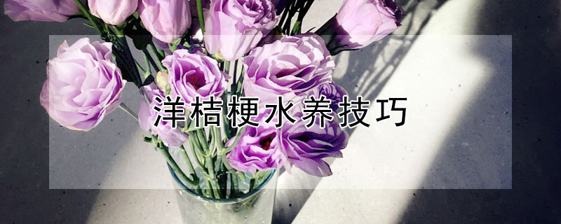 洋桔梗水养技巧 洋桔梗水养技巧和方法