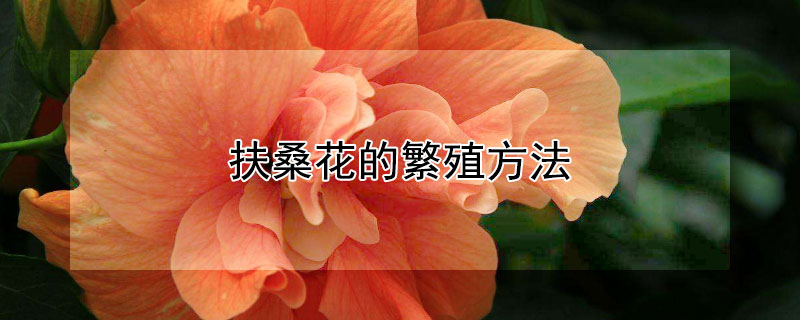 扶桑花的繁殖方法 扶桑花的繁殖方法和注意事项视频