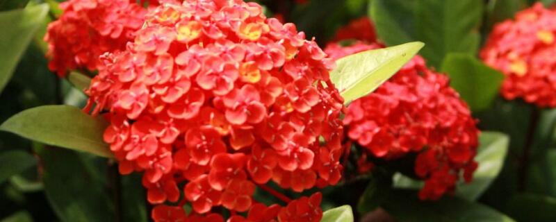 龙船花秋季怎么养护（龙船花秋季怎么养护视频）
