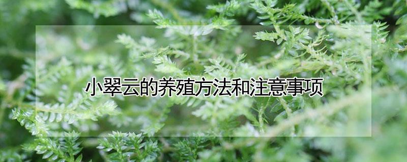 小翠云的养殖方法和注意事项（小翠云怎么养殖）