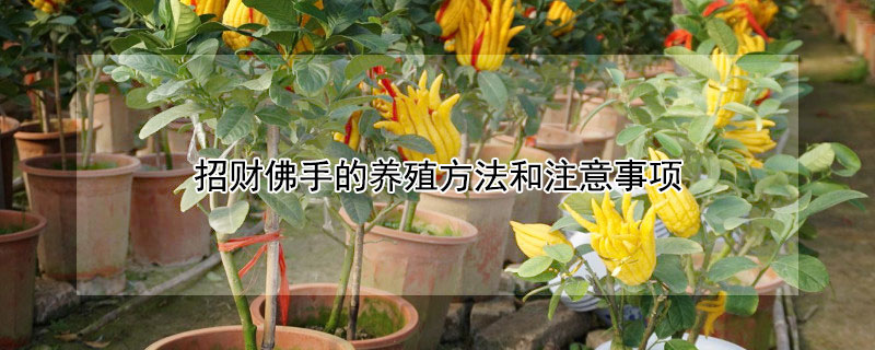 招财佛手的养殖方法和注意事项（招财佛手的养殖方法和注意事项视频）