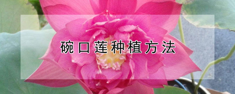 碗口莲种植方法（碗口莲怎么种植）