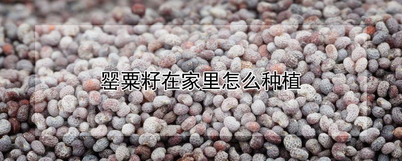 罂粟籽在家里怎么种植（罂粟籽在家里怎么种植视频）