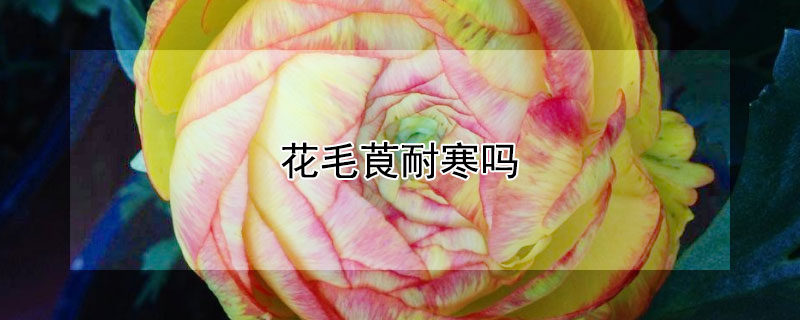 花毛莨耐寒吗 花毛莨的种植时间
