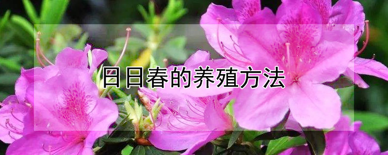 日日春的养殖方法 日日春怎么繁殖