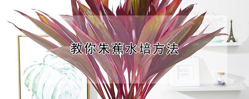 教你朱蕉水培方法 朱蕉水培几支风水好