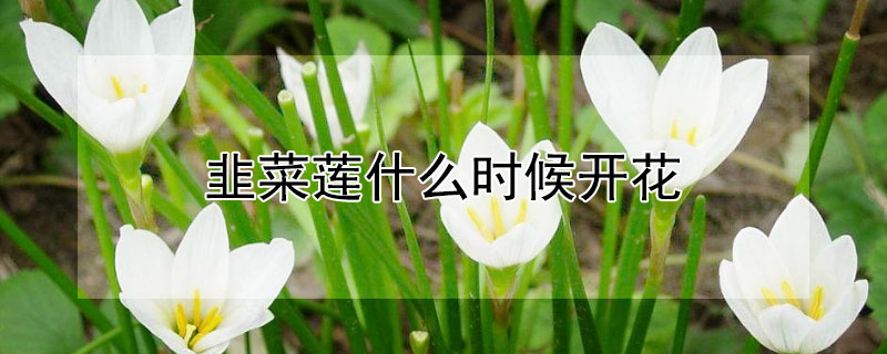 韭菜莲什么时候开花 韭兰为什么只长叶子不开花