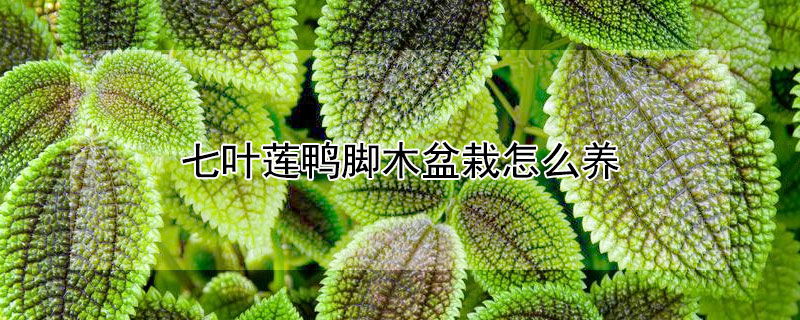 七叶莲鸭脚木盆栽怎么养（七叶莲鸭脚木盆栽怎么养殖）