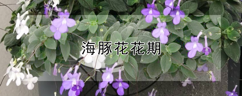 海豚花花期 海豚花苗