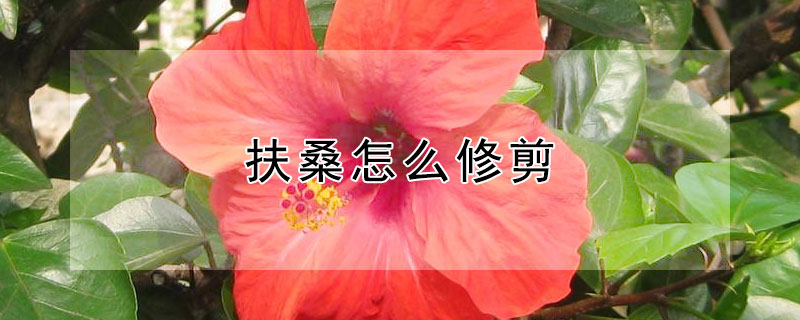 扶桑怎么修剪 扶桑怎么修剪图解过冬