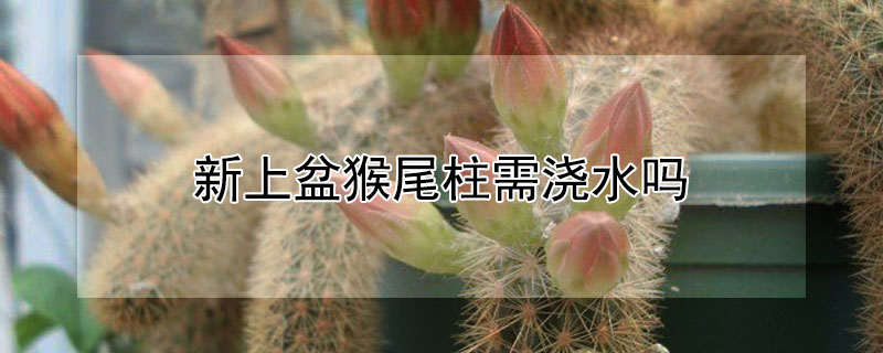 新上盆猴尾柱需浇水吗 新上盆猴尾柱需浇水吗