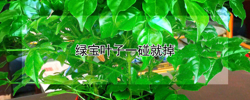 绿宝叶子一碰就掉 绿宝叶子一碰就掉是什么原因