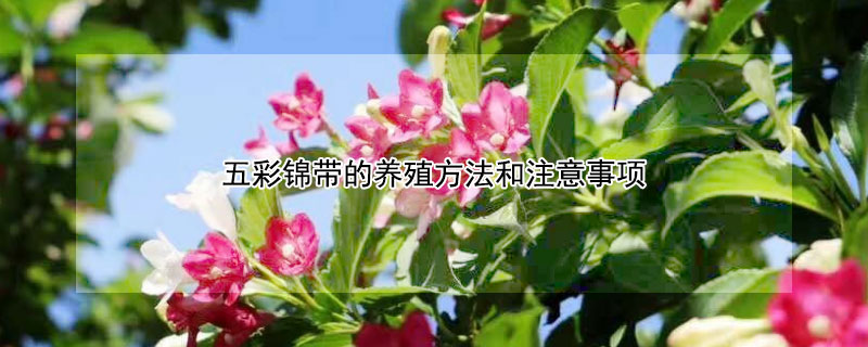 五彩锦带的养殖方法和注意事项（五彩锦带树耐寒零下多少度）