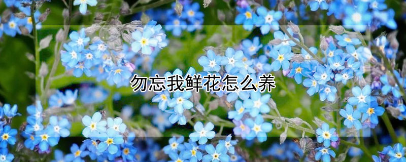 勿忘我鲜花怎么养（勿忘我花是什么样子的）