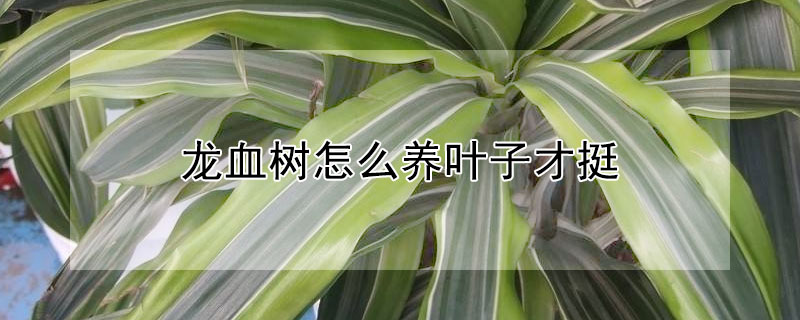 龙血树怎么养叶子才挺（龙血树如何养）