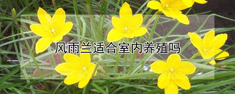 风雨兰适合室内养殖吗 风雨兰适合室内养殖吗北方