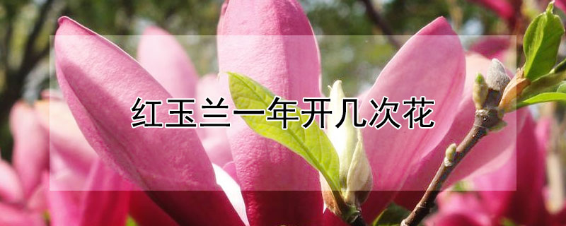红玉兰一年开几次花（红玉兰一年长几公分）