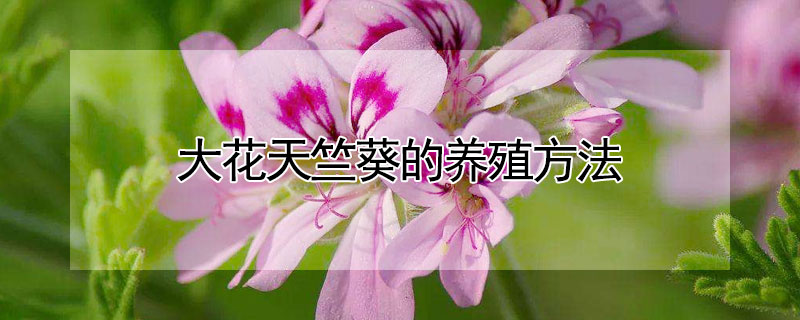 大花天竺葵的养殖方法 大花天竺葵的养殖方法和管理