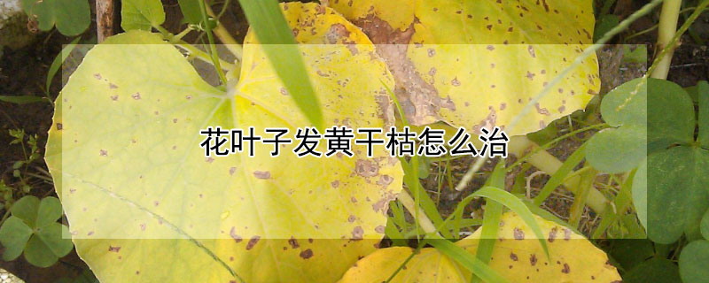 花叶子发黄干枯怎么治 花的叶子发黄了是什么原因