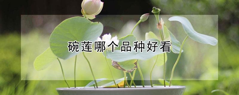 碗莲哪个品种好看 碗莲哪个品种好看又好养