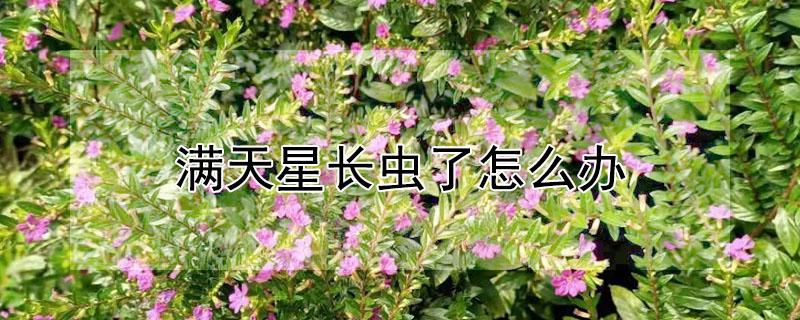 满天星长虫了怎么办 满天星生虫子了怎么治