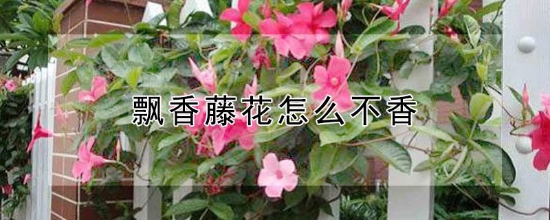 飘香藤花怎么不香（飘香藤花不开就掉什么原因）
