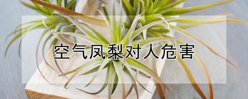 空气凤梨对人危害 空气凤梨的养殖方法和注意事项