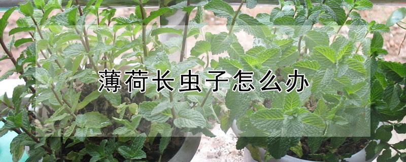 薄荷长虫子怎么办 薄荷长虫子怎么办视频