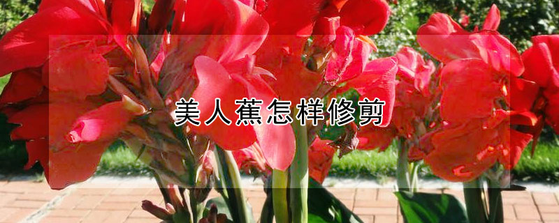 美人蕉怎样修剪（美人蕉怎样修剪好看）