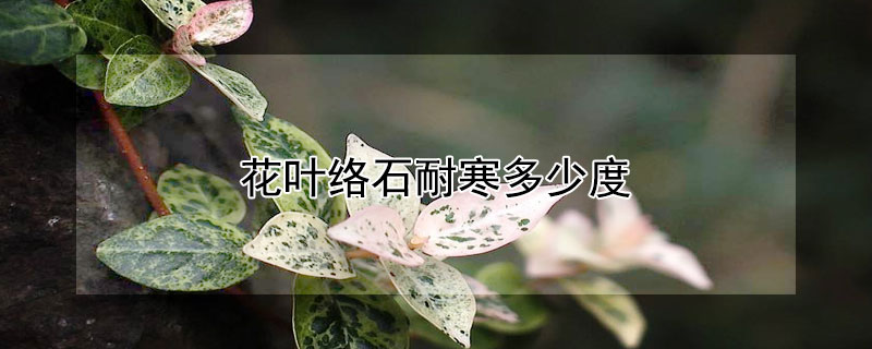花叶络石耐寒多少度 花叶络石耐寒多少度最好