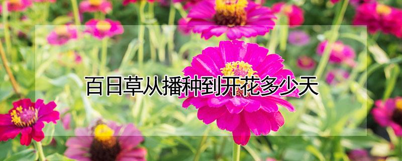 百日草从播种到开花多少天 百日草从播种到开花多少天呢