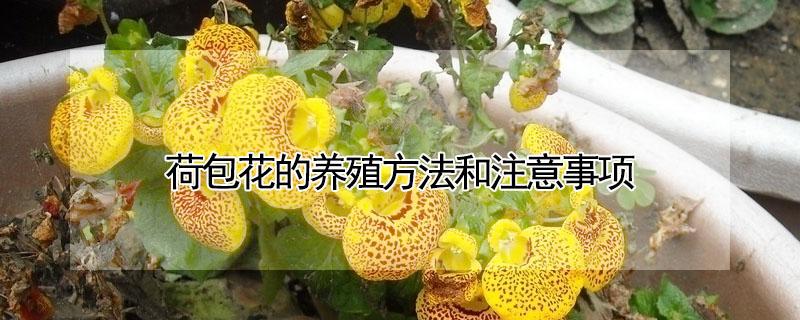 荷包花的养殖方法和注意事项 荷包花的养殖方法和注意事项视频