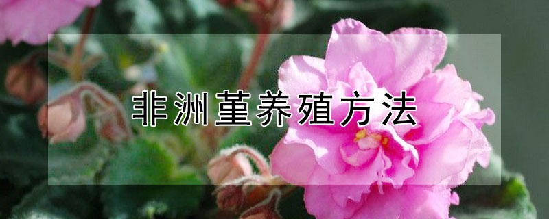 非洲堇养殖方法 非洲堇的养殖方法