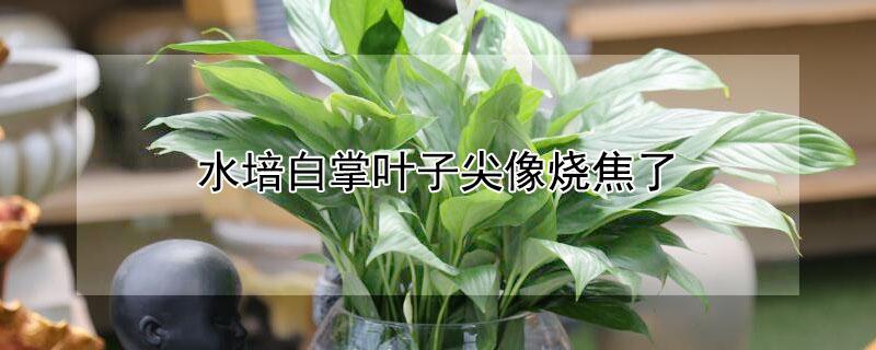 水培白掌叶子尖像烧焦了 水培白掌叶子尖像烧焦了怎么办