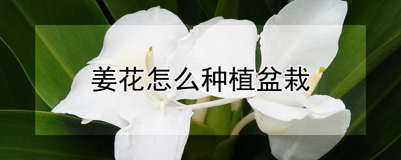 姜花怎么种植盆栽（姜花怎么种植盆栽视频教程）