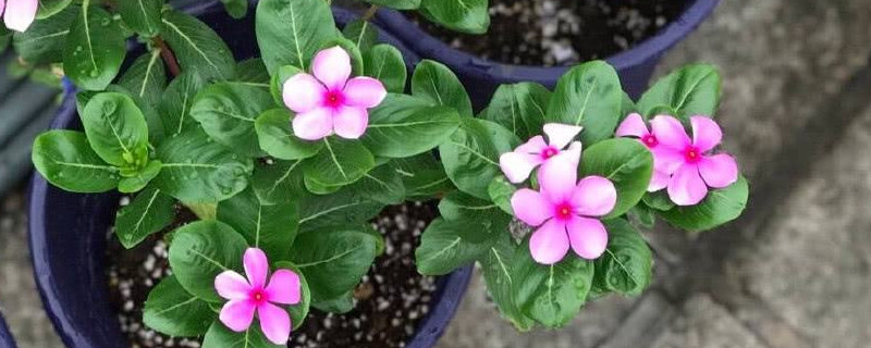 长春花扦插方法和时间（长春花的养殖方法和注意事项）