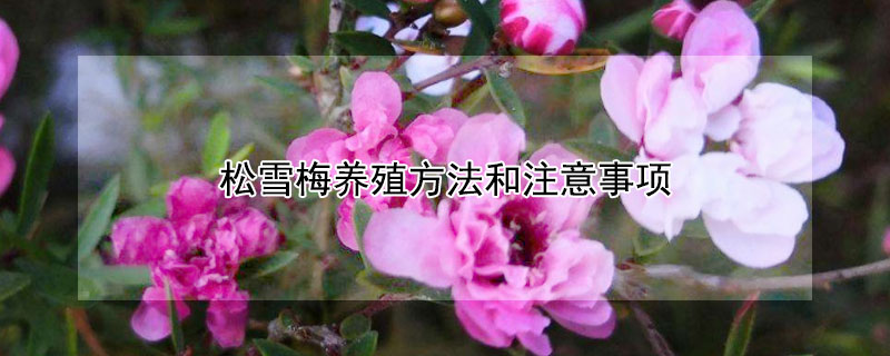 松雪梅养殖方法和注意事项（网上买的松红梅为什么养不活）